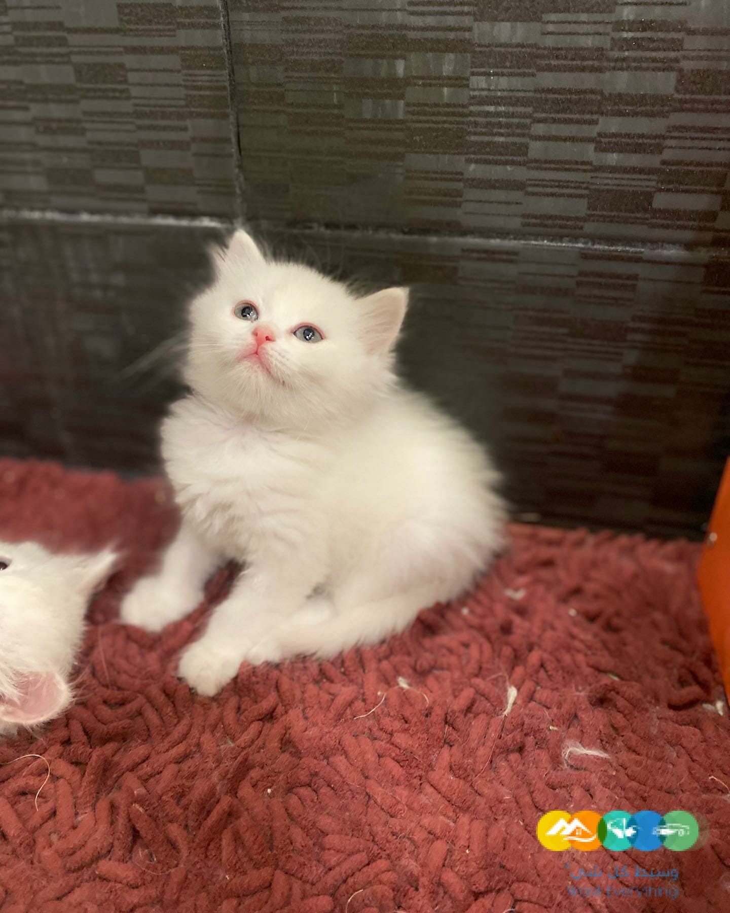 للبيع قطط شيرازى و هيمالايا