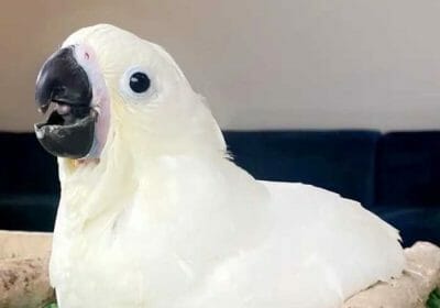 c2820d9c-f923-4947-ad5e-627c4126406b