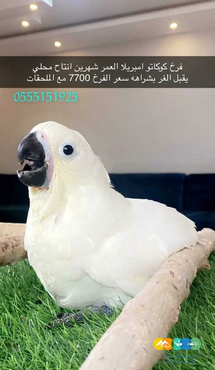 فرخ كوكاتو امبريلا