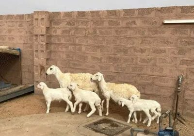 cbb11f76-e612-406e-88f6-18841e94a103