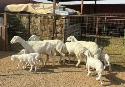 cbb9a82c-7255-4197-a8d8-f9d318fd92e0