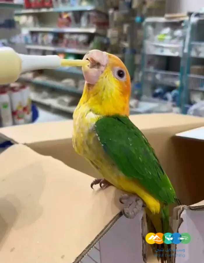 فروخ كاسكو مكاو كوكاتو قالا