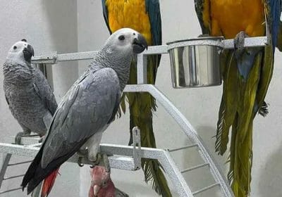 d9e726de-c9c1-4db1-8f79-cdb7ad2e8652