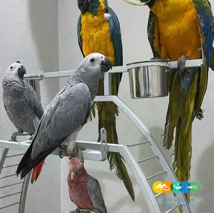 عرض لمدة يوم على الفروخ