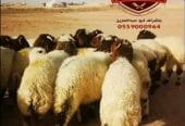 ذبايح فاخره وجبره مع توصيل