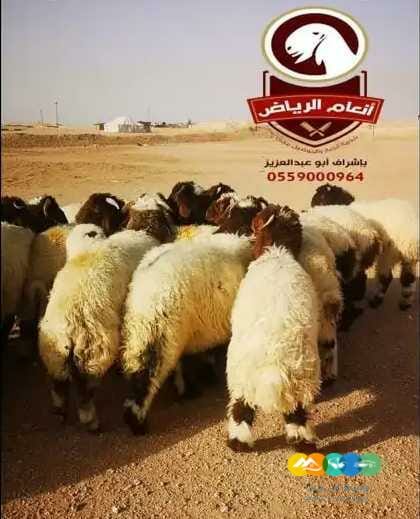 ذبايح فاخره وجبره مع توصيل
