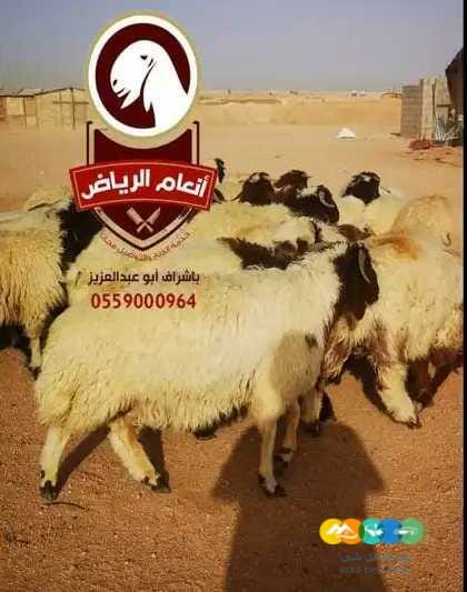 الذبح والتغليف والتوصيل مجاناً