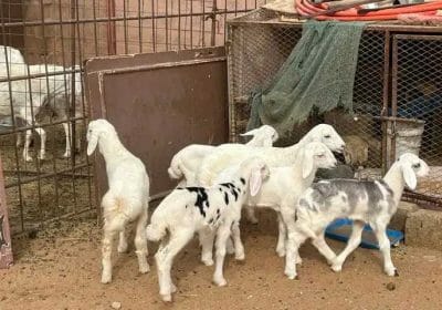 ea1b0cea-db21-4b1a-9d4b-c541f8289125