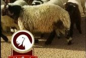ذبايح فاخره وجبره توصيل مجاني