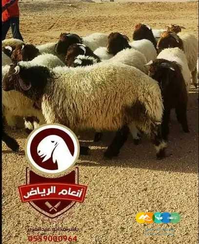 ذبايح فاخره وجبره توصيل مجاني