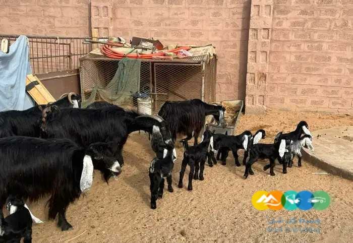معزا مواليد متاويم عوارض