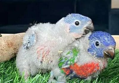 fc1c50b6-1799-4391-a733-6bf24e814932