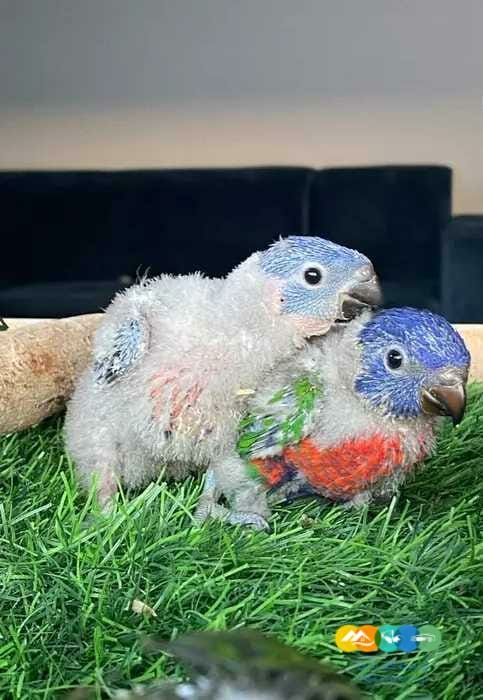 فروخ لوري رينبو