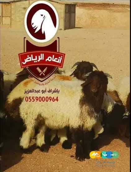 ذبايح فاخره وجبره مع توصيل