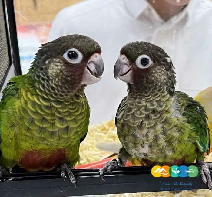 لاهل النوادر فروخ كروانتد / تم البيع