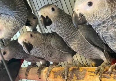 fe3f3325-6c9a-4a56-83a8-7282afe341c9