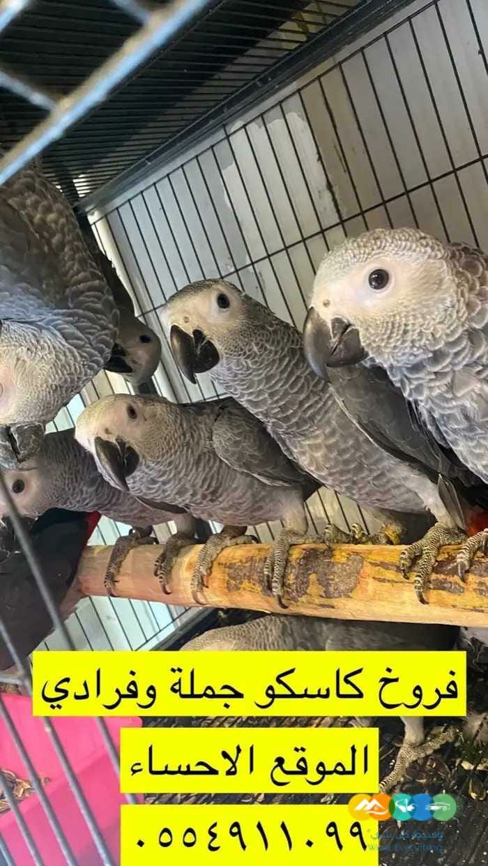 فروخ كاسكو افريقي