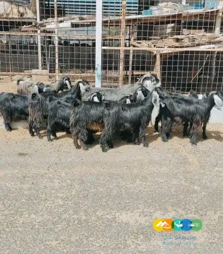 اليبغي يأسس مراح معزه عوارض