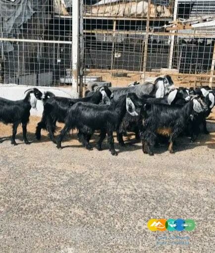 اليبغي يأسس مراح معزه عوارض