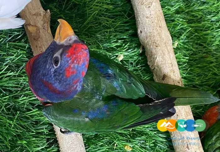 فرخ لوري هجين