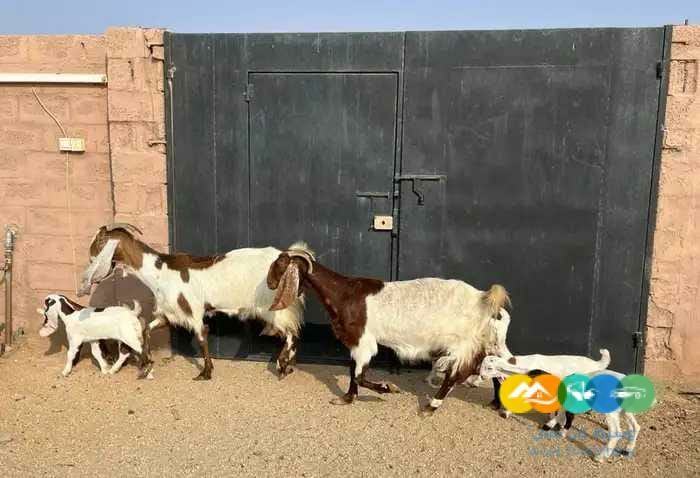 معزاء مشاريك متاويم