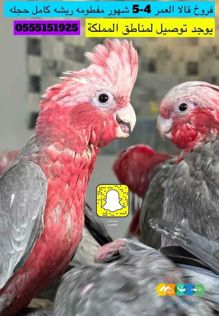 للبيع فروخ قالا