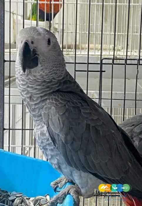 اخر فرخين كاسكو