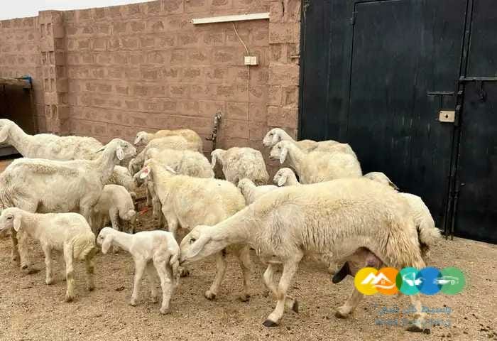 حريات مواليد طيبه