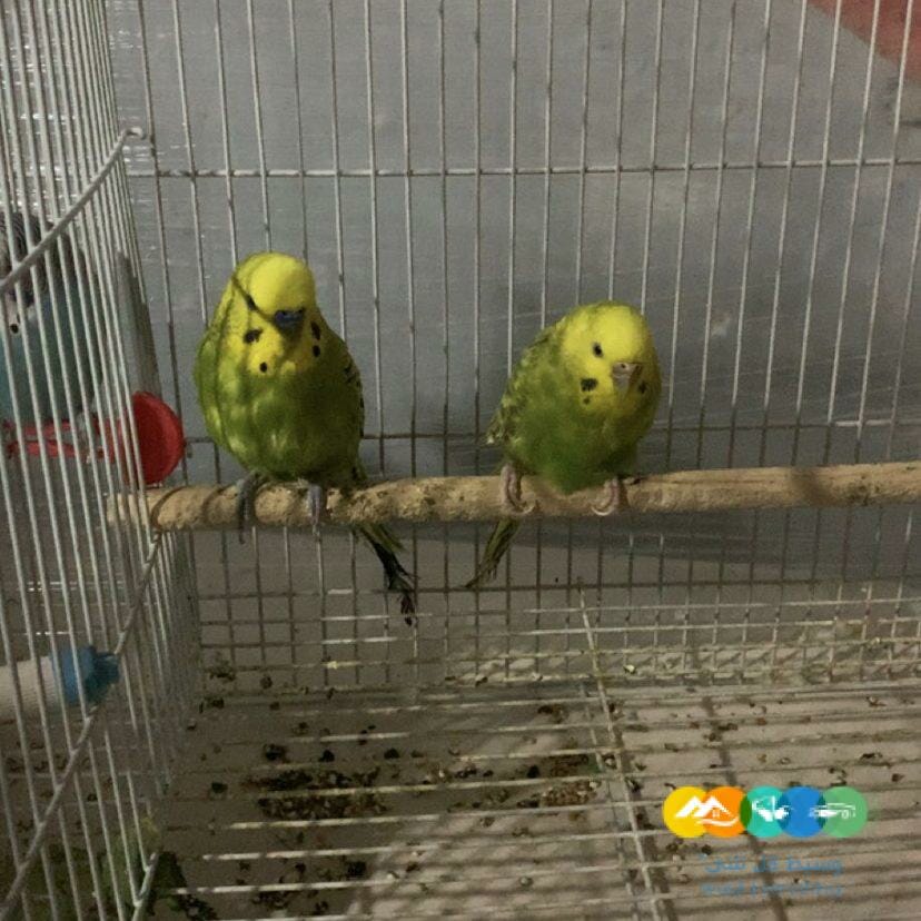 للبيع طيور بادجي / منتهي