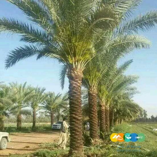 تركيب شبوك الأراضي والمزارع