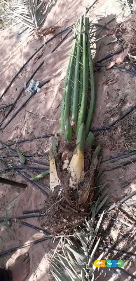 تركيب شبوك الأراضي والمزارع