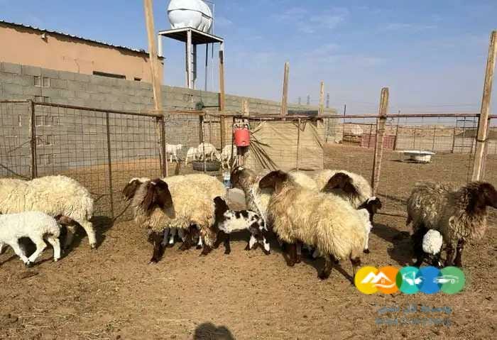 نعيم وحريات مواليد