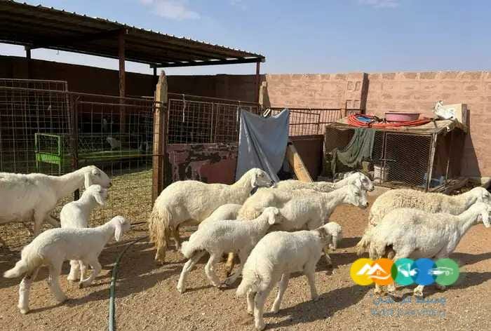نعيم وحريات مواليد