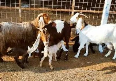 33a7dc82-f8d4-43ac-99d4-eaed8444499f