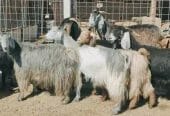 معزا مصريات لي للبيع