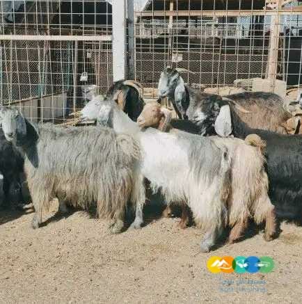 معزا مصريات لي للبيع