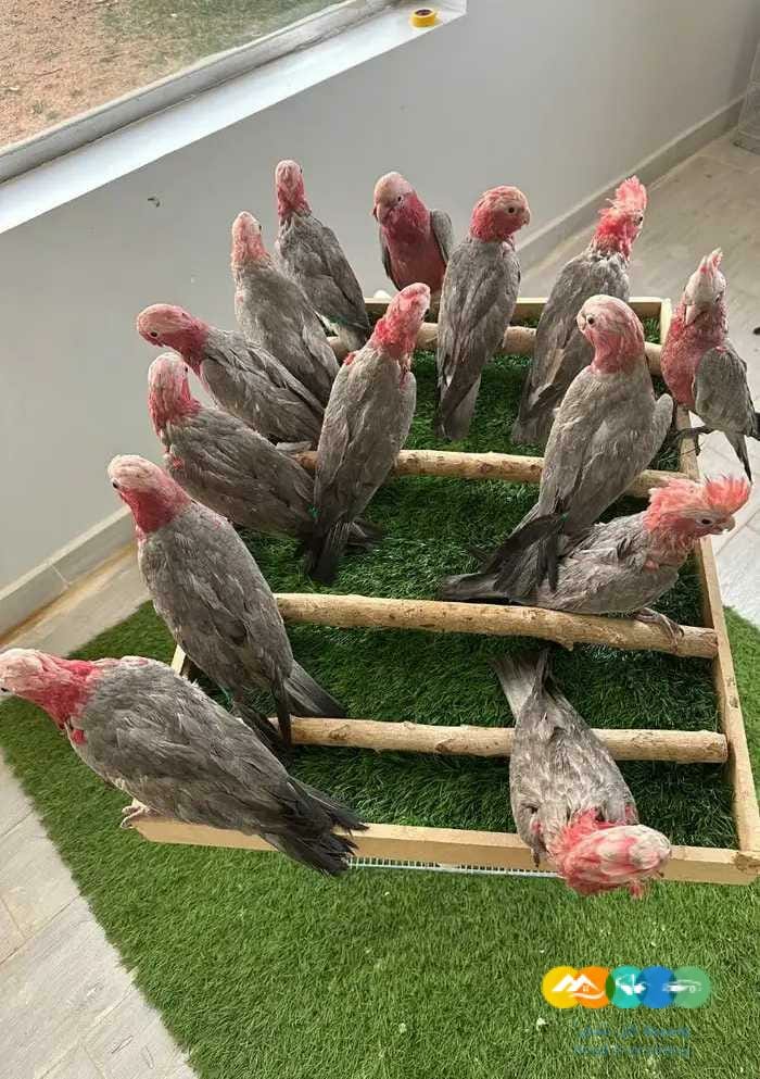 للبيع فروخ قالا