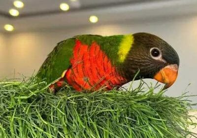 3a02935e-986d-427c-9d75-839a9b1b1741