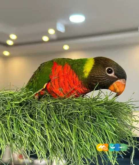 فروخ لوري رينبو