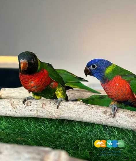 فروخ لوري رينبو