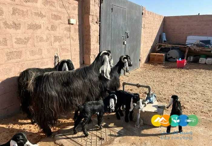 معزاء مواليد متاويم طيبه 3 تحت