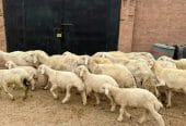 حريات مواليد طيبه