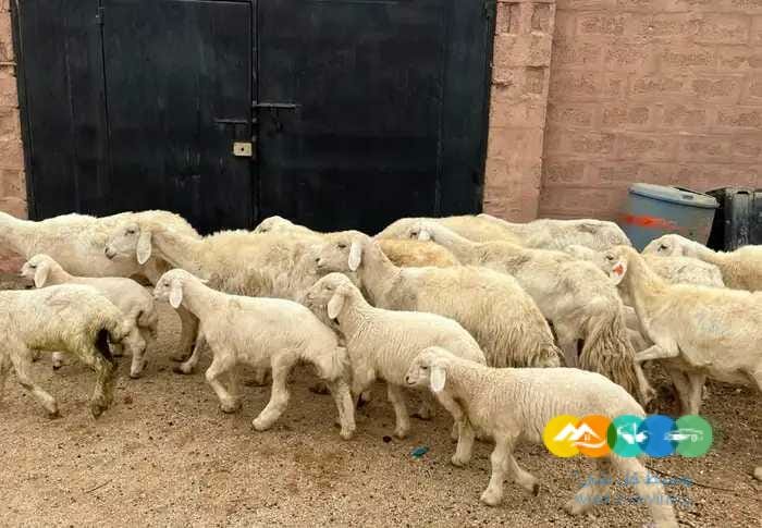 حريات مواليد طيبه