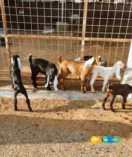 معزه مصريات مولده لي البيع