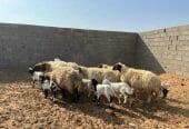 نعيم وحريات مواليد