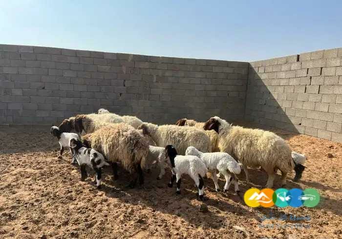 نعيم وحريات مواليد