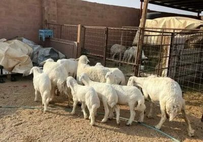 5baeb853-a47d-47fe-b3c3-e60399bac52b