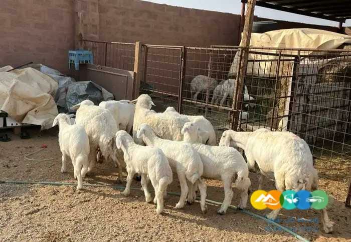 حريات مواليد طيبه مقنوي