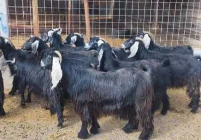 6a59aaed-4947-4a4d-b263-d5ebece47ab8