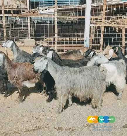 معزا مصريات لي للبيع